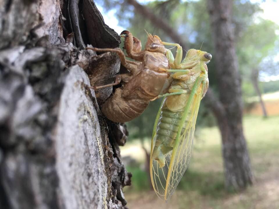 LA CAMARGUE INÉDITE MÉCONNUE