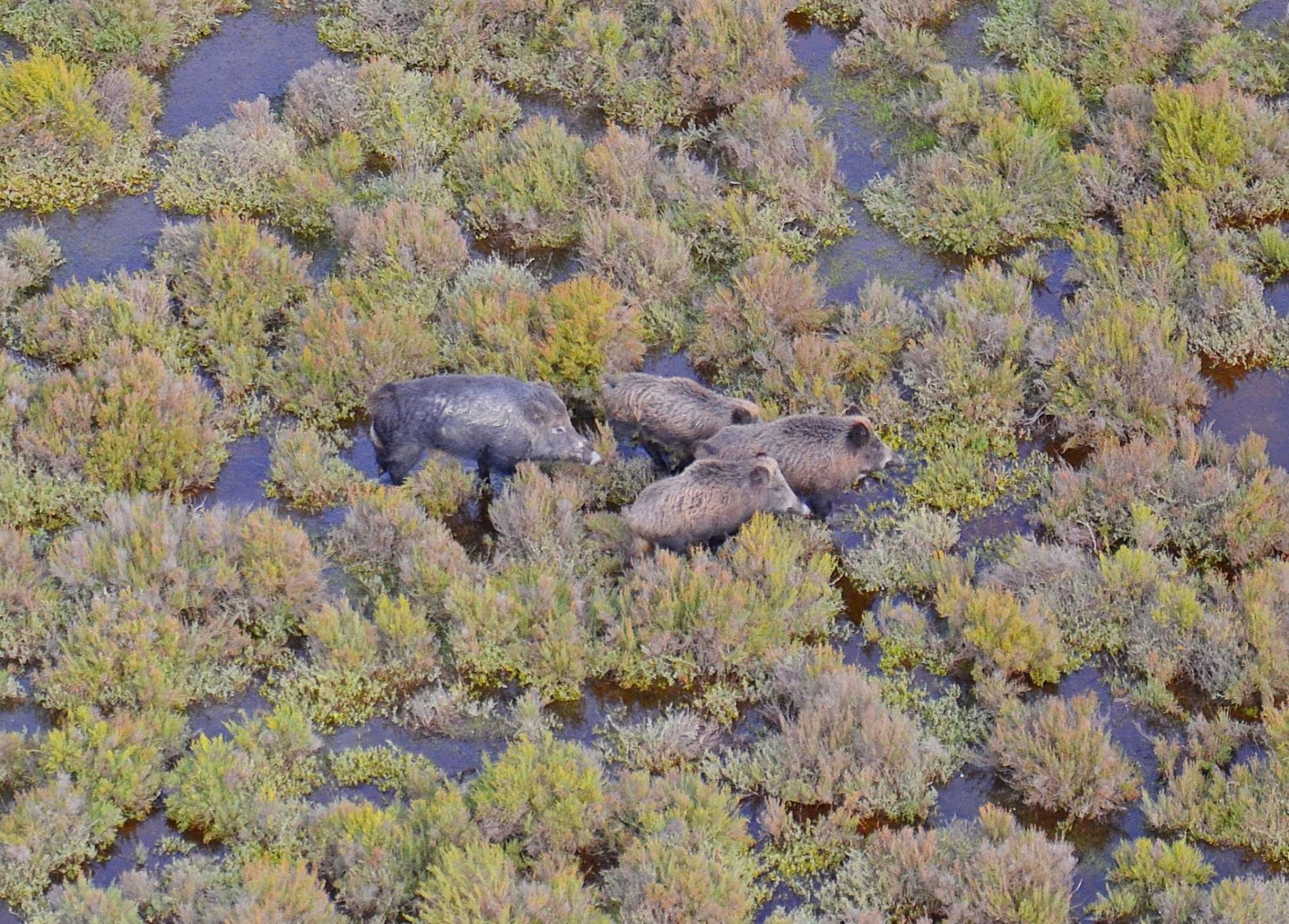 LA CAMARGUE INÉDITE MÉCONNUE