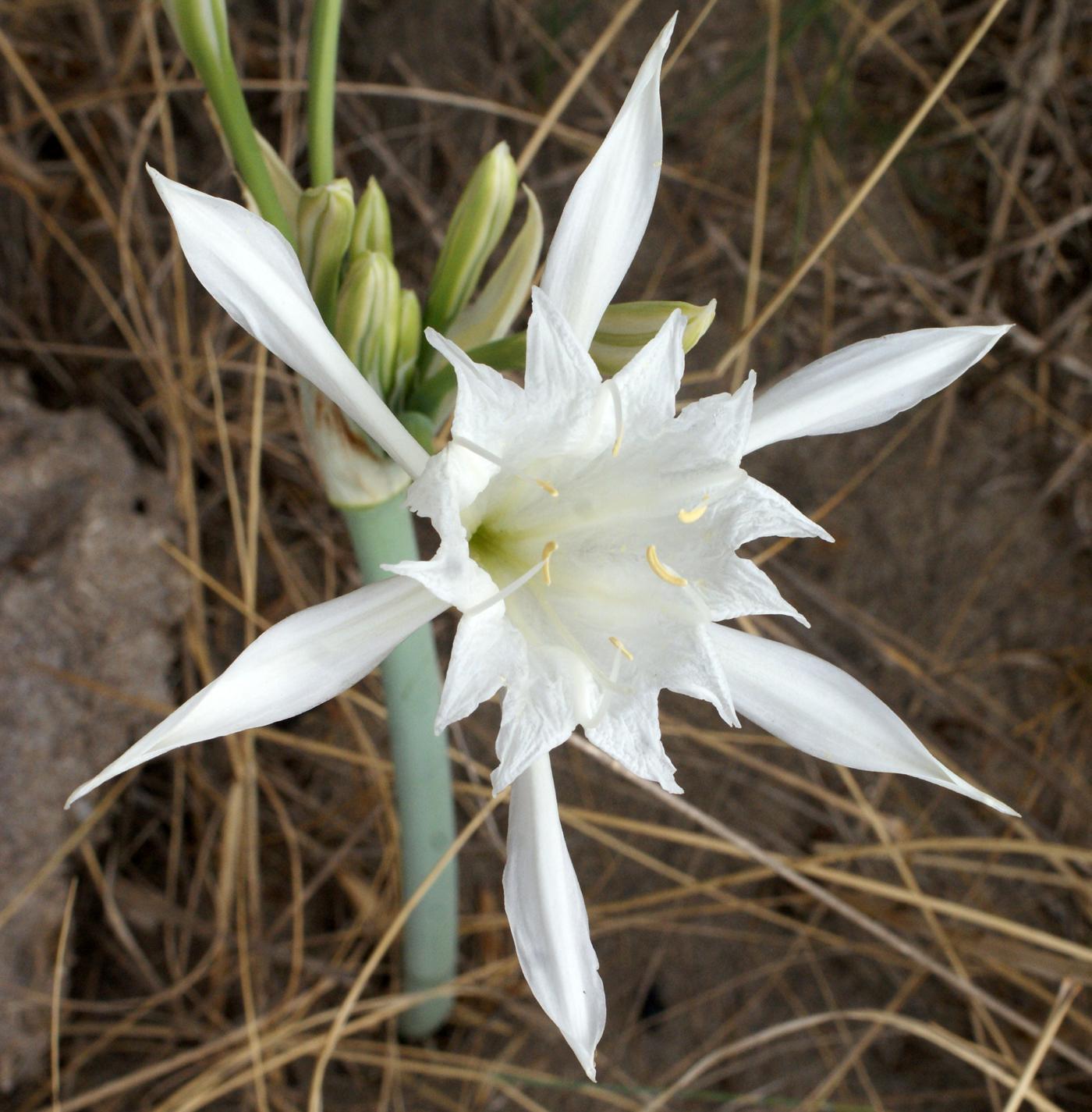 LA CAMARGUE INÉDITE MÉCONNUE