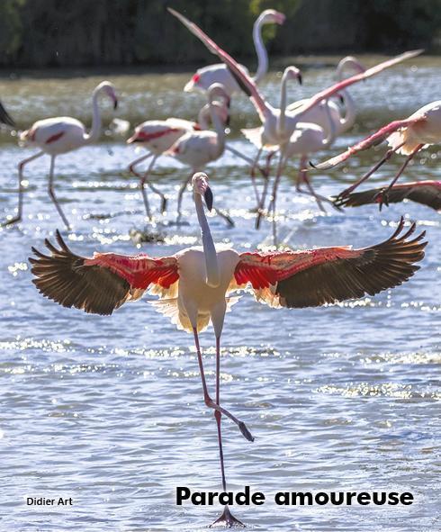 LA CAMARGUE INÉDITE MÉCONNUE