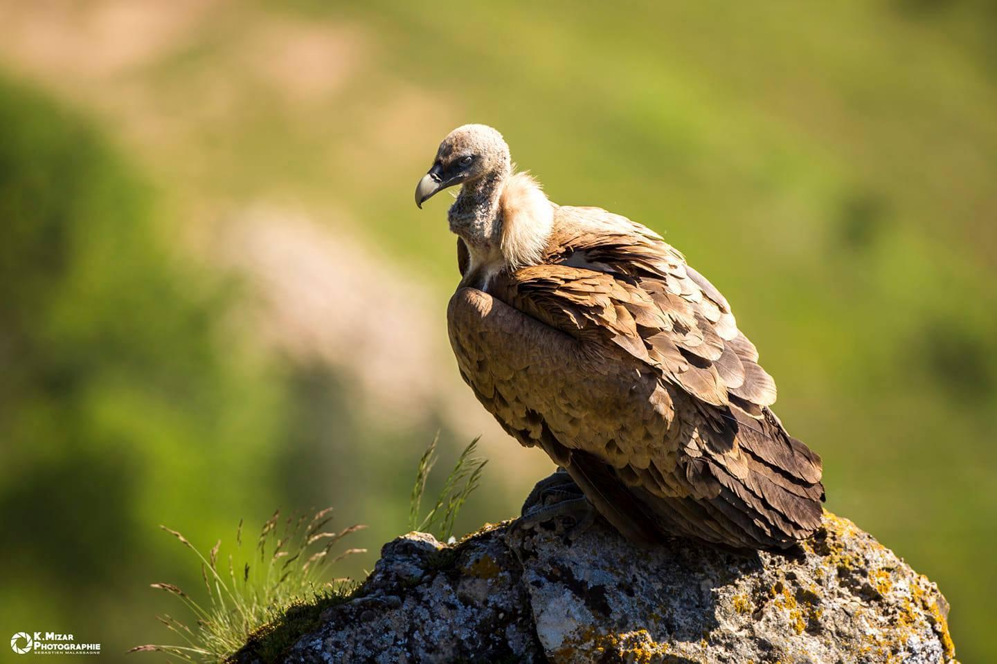 CAUSSES ET CEVENNES