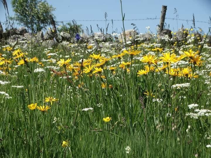 CAUSSES ET CEVENNES