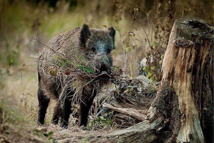 CAUSSES ET CEVENNES