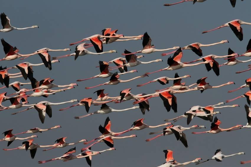 TOUTE LA CAMARGUE