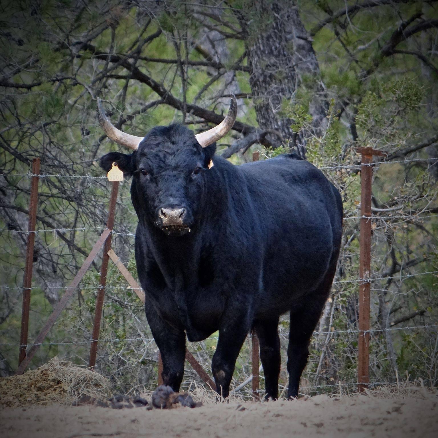 TOUTE LA CAMARGUE