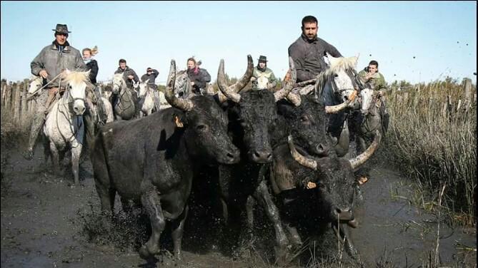 TOUTE LA CAMARGUE