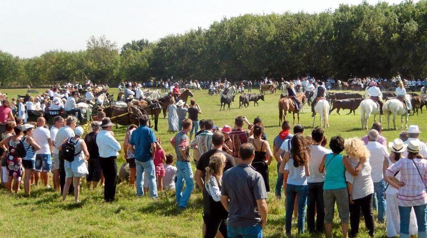 TOUTE LA CAMARGUE