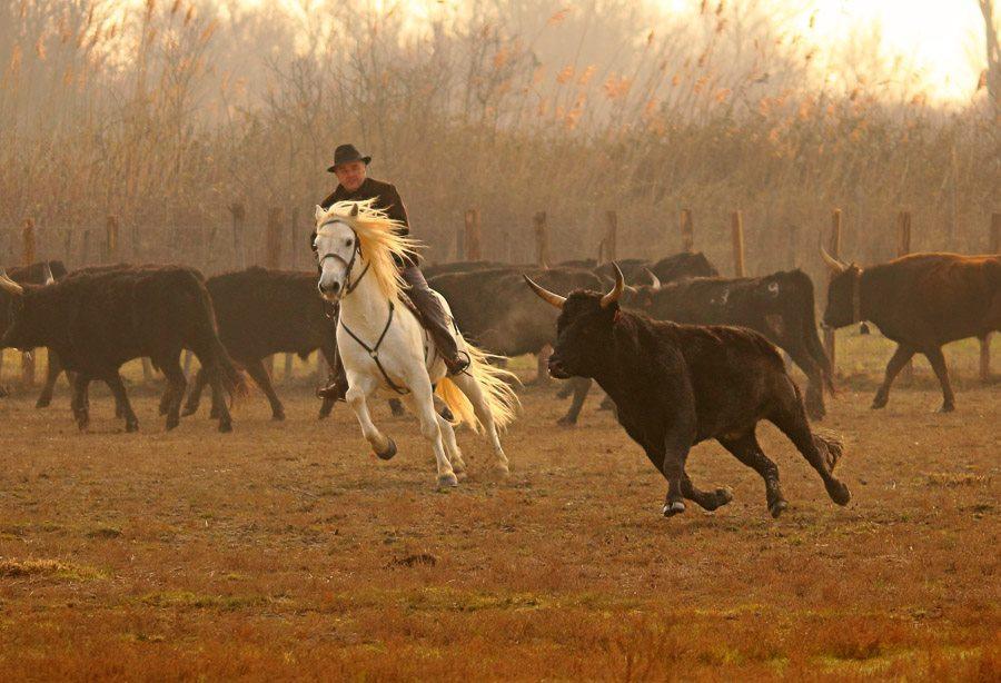 LA CAMARGUE GARDOISE