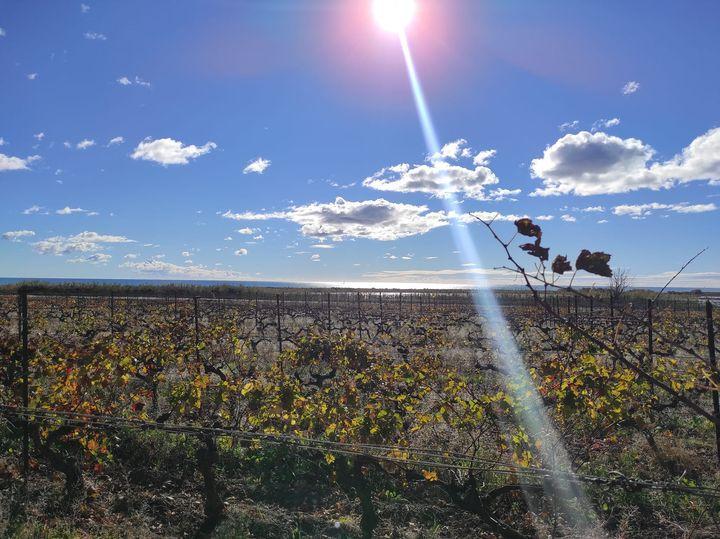 LA CAMARGUE OCCITANE